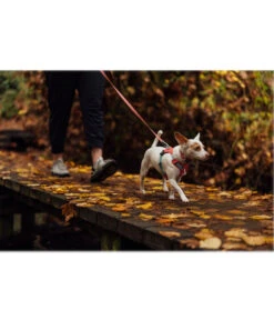 RUFFWEAR® Hundehalsband Hi & Light™ Collar -KERBL Store 6723019 6723167 6723316 6723324 WE MO 002 RWHiLightCollarSalmonPink