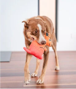 Red Dingo Hundespielzeug DURABLES Toys Känguru -KERBL Store 6912398 WE MO 004 RedDingoSpzKanguru