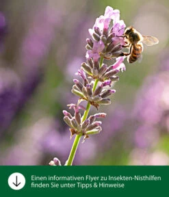 Dehner Natura Schmetterlingskasten -KERBL Store WE IG FlyergrafikDehnerNaturaInsektenhotelsNisthilfen 4