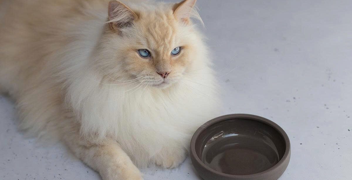 KERBL Store -KERBL Store z6718115604459 025748def1888adb126c112ff952c49b e1750240327258